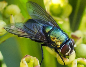 Mosca verde:  Lucilia sp.,  Calliphoridae
